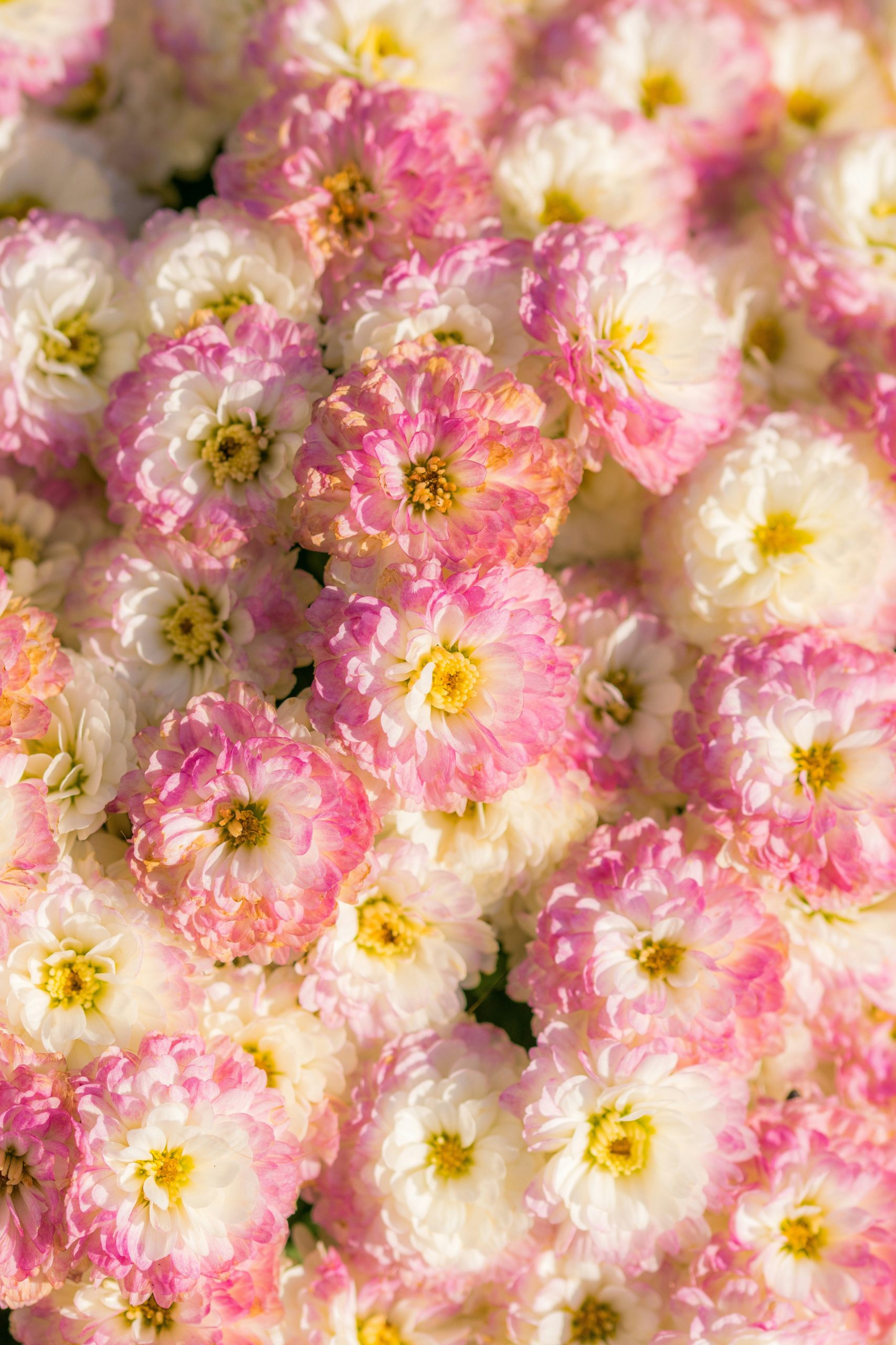 Exploratory Perfume Oil Rollerball Set- Eternal Bloom Collection